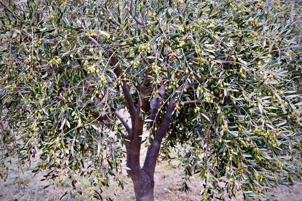 Kopuwai Delta | Extra Virgin Olive Oil