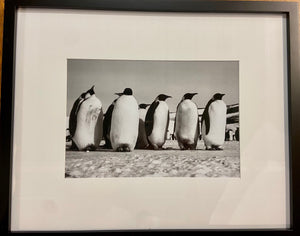 Scott Base Environs - Emperor Penguins