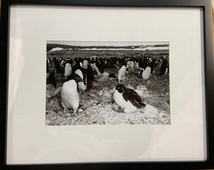 Scott Base Nesting Penguins -  Antartica Enivrons series circa 1961